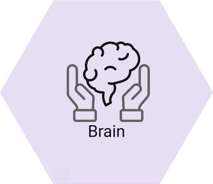 Brain